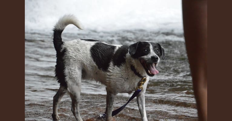 Jack, a Russell-type Terrier and Mountain Cur mix tested with EmbarkVet.com