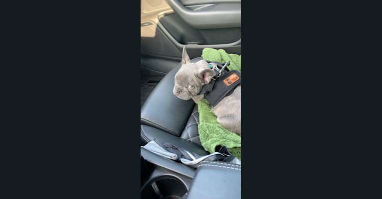 Nardo, a French Bulldog tested with EmbarkVet.com