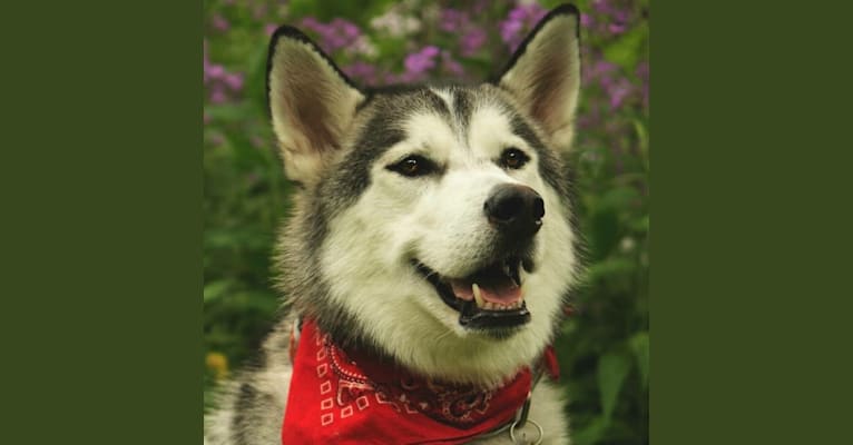 Ace, a Siberian Husky tested with EmbarkVet.com