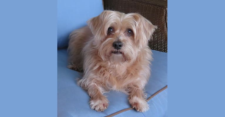 Molly, a Shih Tzu and Dachshund mix tested with EmbarkVet.com