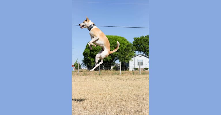 Rey, a Carolina Dog tested with EmbarkVet.com