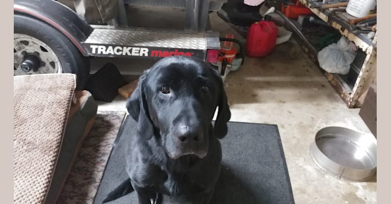 Slim, a Labrador Retriever tested with EmbarkVet.com