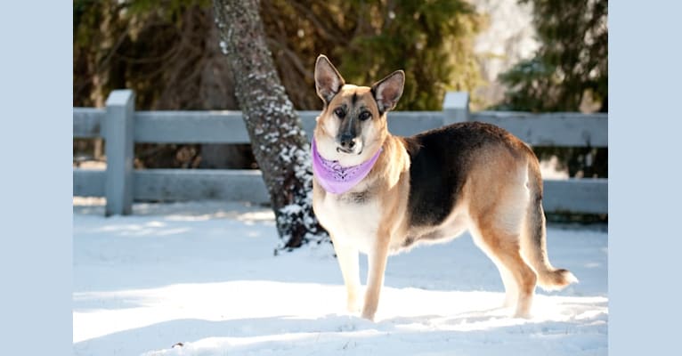 Brie, a German Shepherd Dog and American Eskimo Dog mix tested with EmbarkVet.com