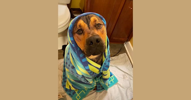 Lenny, a Rottweiler and American Pit Bull Terrier mix tested with EmbarkVet.com