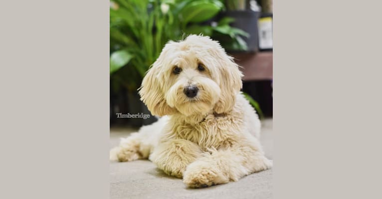 Timberidge's Coco Puff, a Goldendoodle tested with EmbarkVet.com