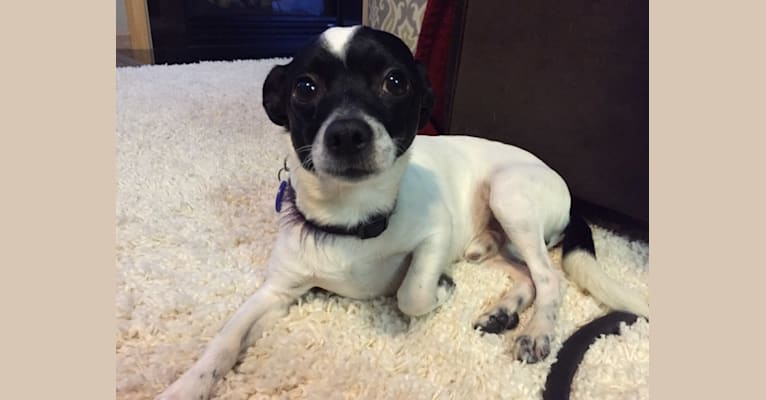 Blitz, a Chihuahua and Rat Terrier mix tested with EmbarkVet.com