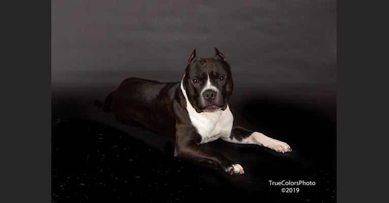 Fuel, an American Staffordshire Terrier tested with EmbarkVet.com