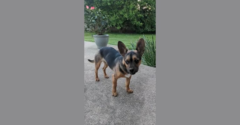 Radar, a Chihuahua and Poodle (Small) mix tested with EmbarkVet.com