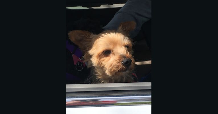 Photo of Ralphie, a Yorkshire Terrier 