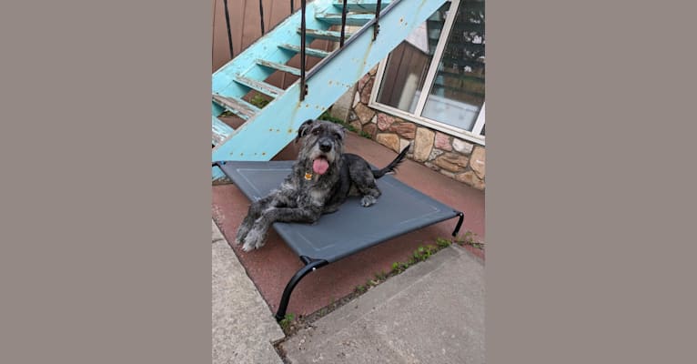Achelois, a Bouvier des Flandres and Great Dane mix tested with EmbarkVet.com