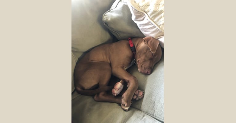 Photo of Sonny, an American Pit Bull Terrier, American Bulldog, Dogo Argentino, and American Staffordshire Terrier mix in Los Angeles, California, USA