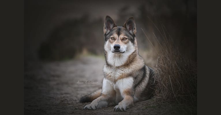 Abby, a Siberian Husky and Saarloos Wolfdog mix tested with EmbarkVet.com