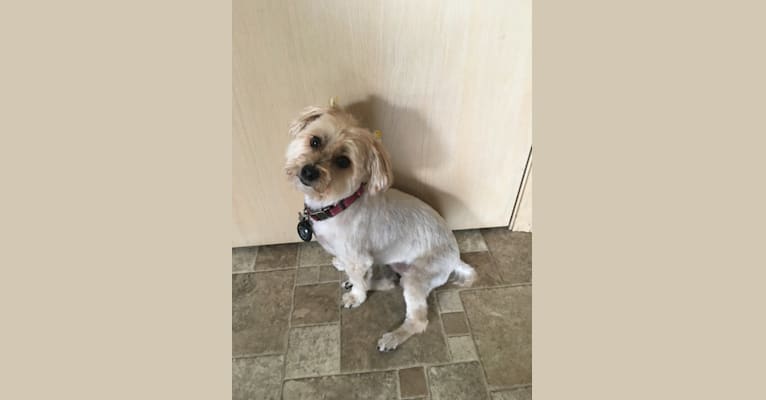 Shiloh, a Maltese and Yorkshire Terrier mix tested with EmbarkVet.com