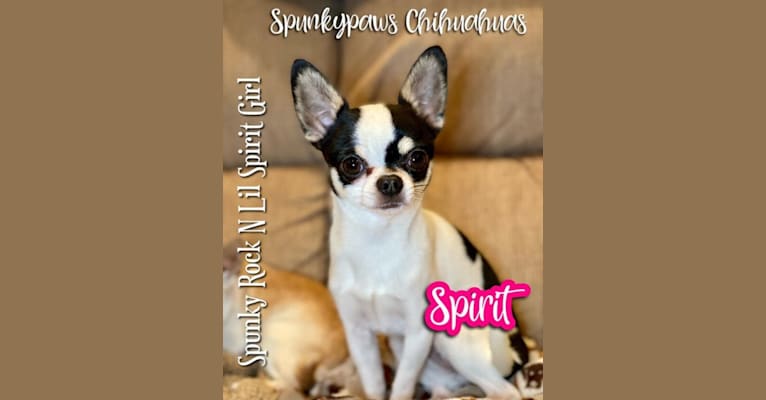 Spirit, a Chihuahua tested with EmbarkVet.com