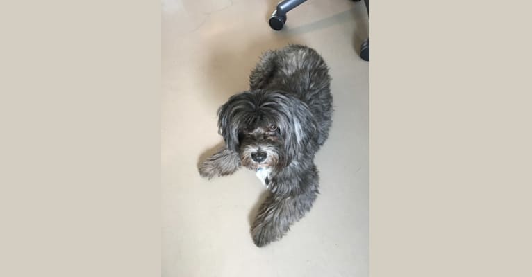 Baxter, a Shih Tzu and Poodle (Small) mix tested with EmbarkVet.com
