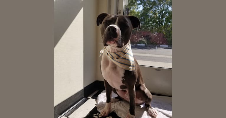 MaSiWei, an American Bully tested with EmbarkVet.com