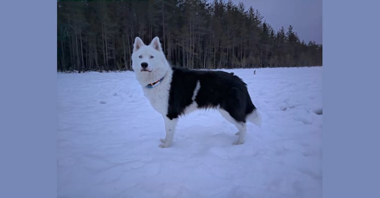 Nikita, a Yakutian Laika tested with EmbarkVet.com