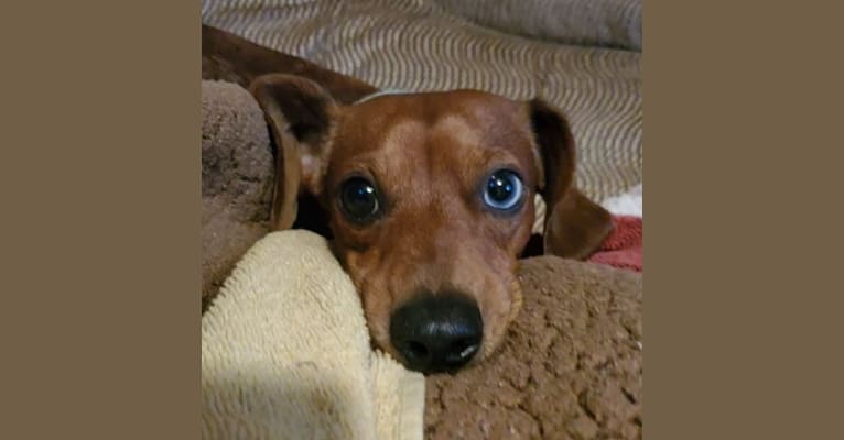 Casey, a Dachshund tested with EmbarkVet.com