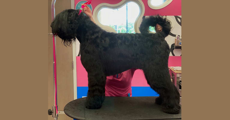 Arabesgue, a Black Russian Terrier tested with EmbarkVet.com