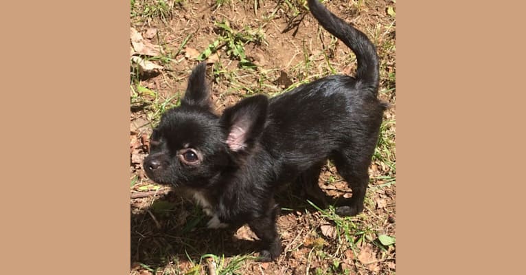 Photo of Dante, a Chihuahua 