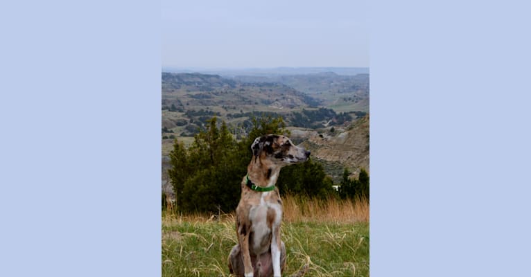 Remy, a Catahoula Leopard Dog and Great Pyrenees mix tested with EmbarkVet.com