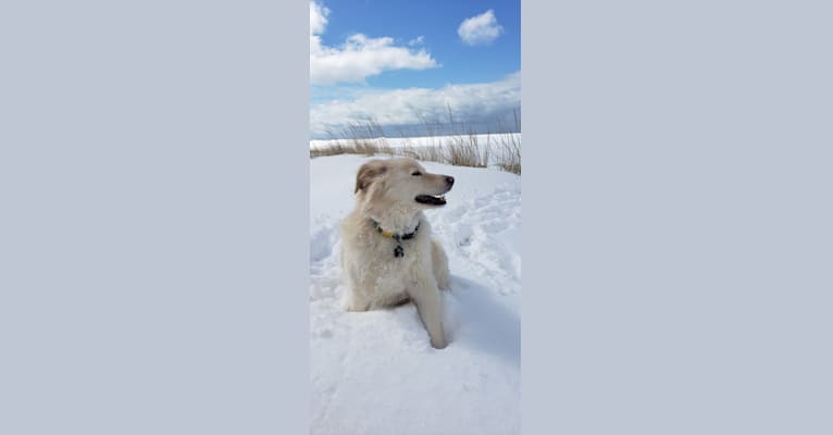 MELLOW, an American Eskimo Dog and Norwegian Elkhound mix tested with EmbarkVet.com