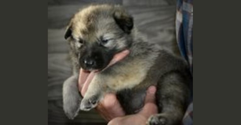 Regina, an Alaskan Malamute and German Shepherd Dog mix tested with EmbarkVet.com