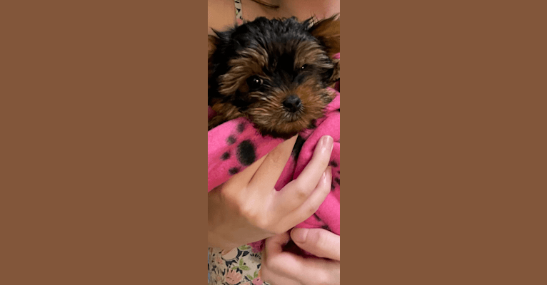 Briella Skye, a Yorkshire Terrier tested with EmbarkVet.com