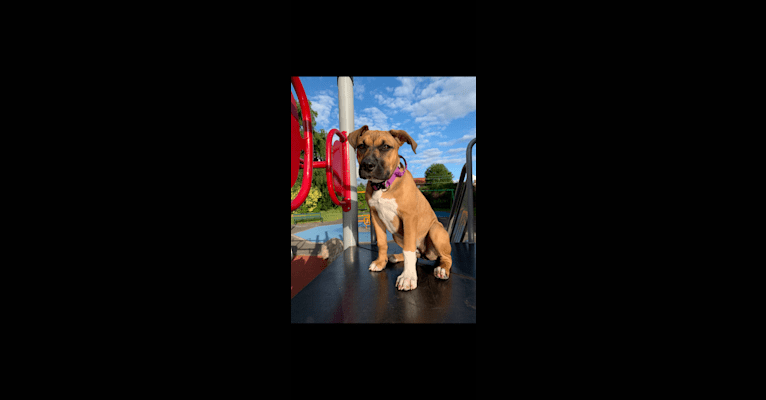 Photo of Cali, an American Pit Bull Terrier, American Bulldog, and Dogue de Bordeaux mix in London, England, United Kingdom