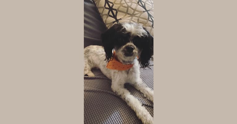 Daizy, a Chihuahua and Cocker Spaniel mix tested with EmbarkVet.com