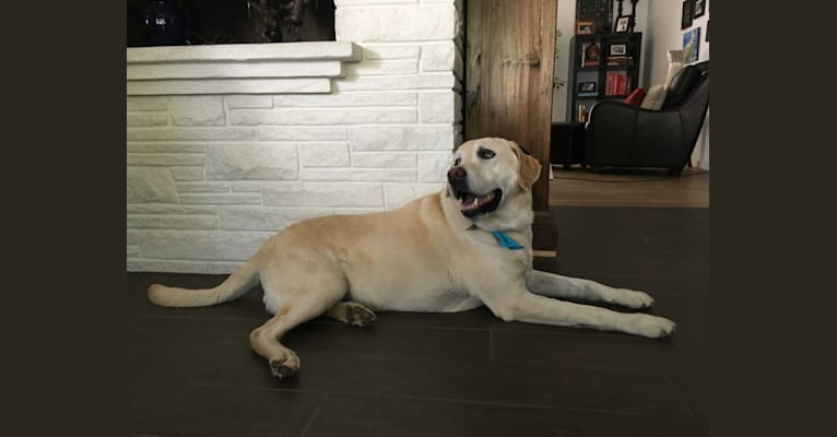 Paz, a Labrador Retriever tested with EmbarkVet.com