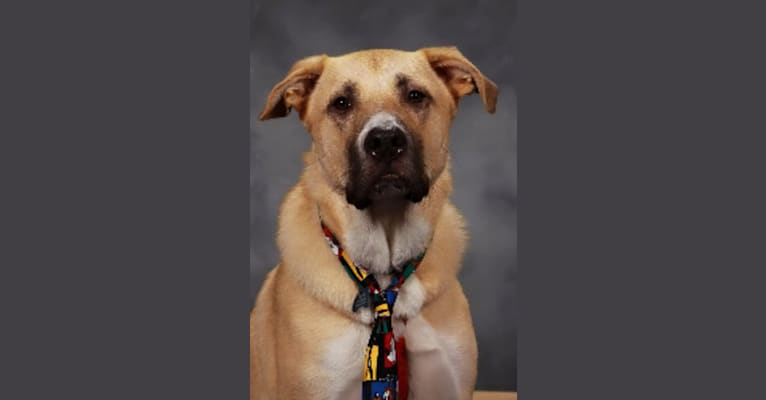 Walter, a Great Pyrenees and American Pit Bull Terrier mix tested with EmbarkVet.com