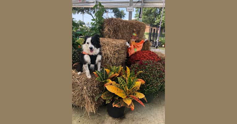 Cricket, an Australian Shepherd Group tested with EmbarkVet.com