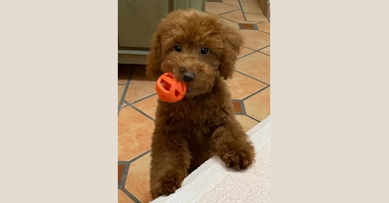 RED, a Poodle (Small) tested with EmbarkVet.com