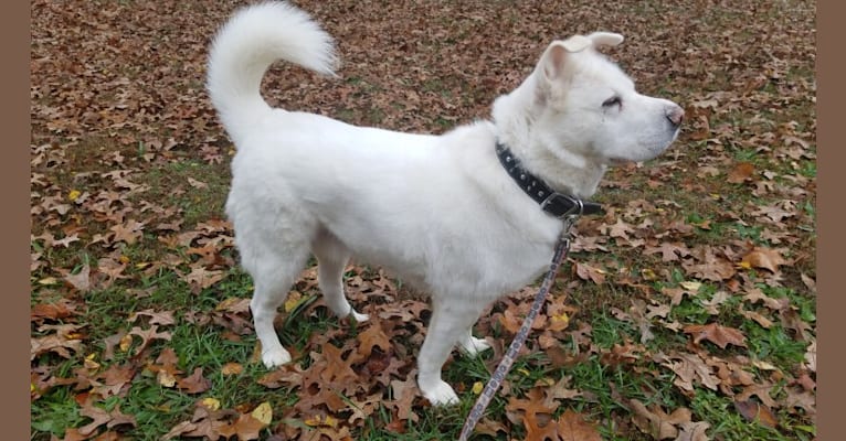 Butkus, a Siberian Husky and German Shepherd Dog mix tested with EmbarkVet.com