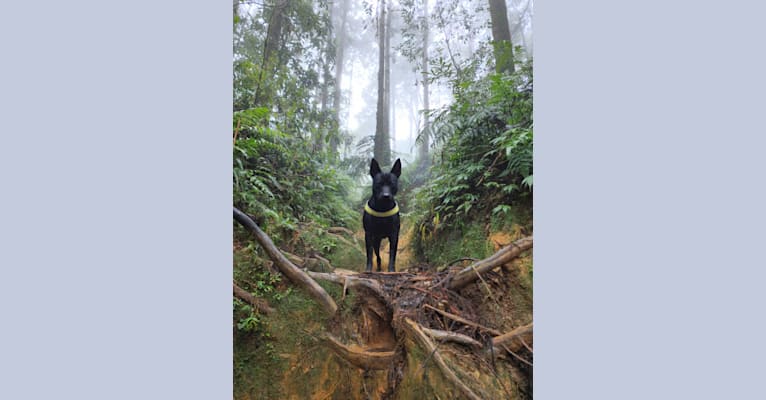 李白, a Formosan Mountain Dog tested with EmbarkVet.com