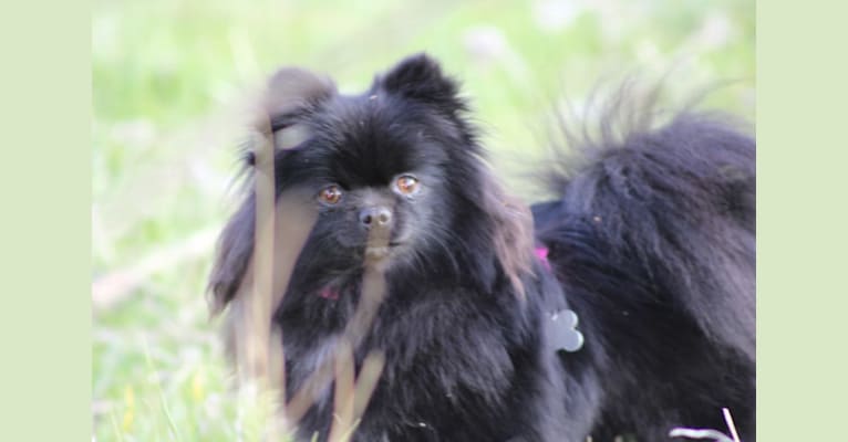 Dutchess, a Pomeranian tested with EmbarkVet.com