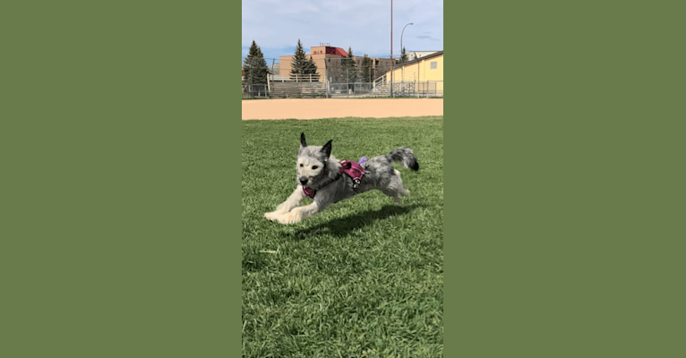 Dory, a Siberian Husky and Poodle (Small) mix tested with EmbarkVet.com