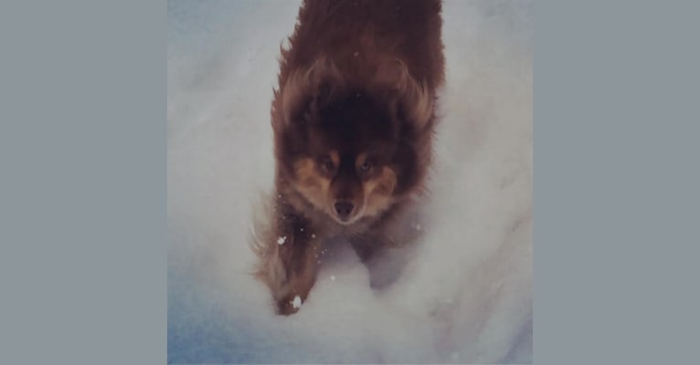Kodak, a Siberian Husky and Labrador Retriever mix tested with EmbarkVet.com