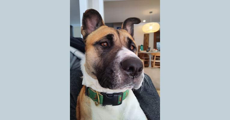 Winston Park, an Akita and American Pit Bull Terrier mix tested with EmbarkVet.com