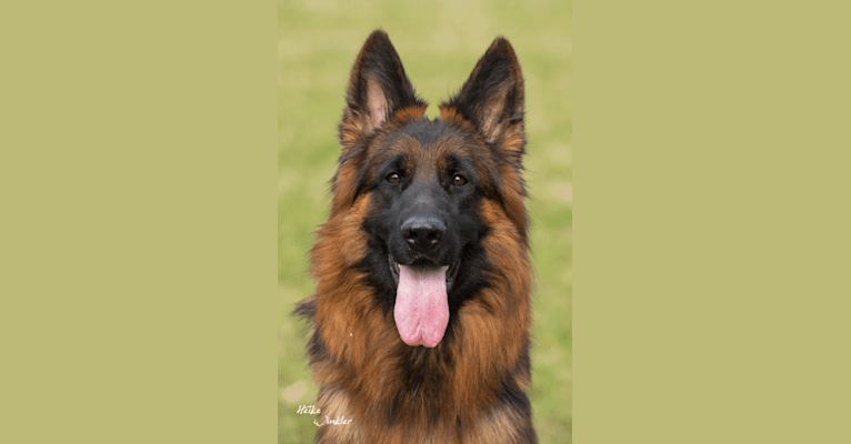 Photo of URI vom Billberg, a German Shepherd Dog  in Germany