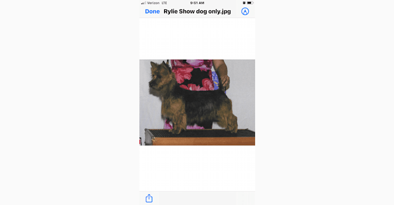 ryile, an Australian Terrier tested with EmbarkVet.com