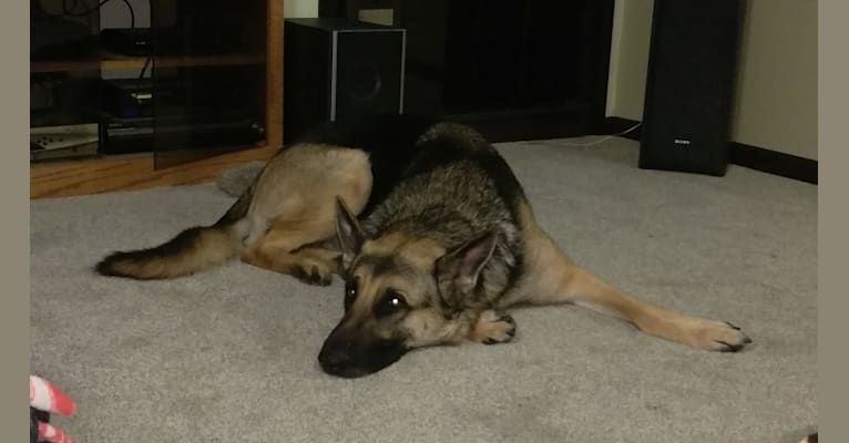 Moose, a German Shepherd Dog tested with EmbarkVet.com