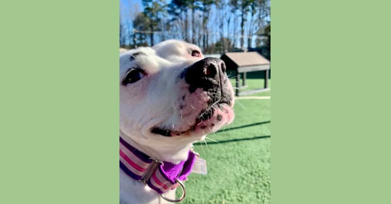 Photo of Kaylee, an American Pit Bull Terrier  in North Carolina, USA