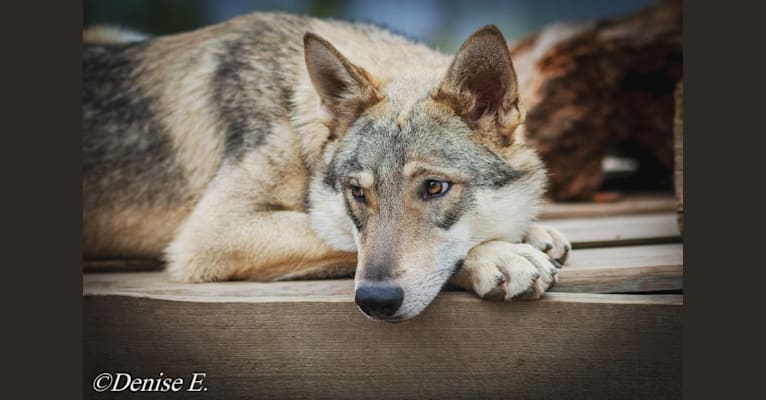 Misha, GrandLine WolfDog a dog tested with EmbarkVet.com