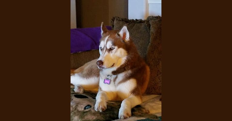Zelda, a Siberian Husky tested with EmbarkVet.com