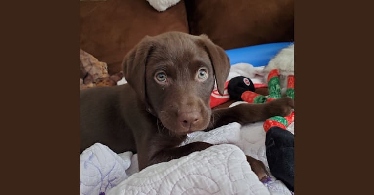 Zephyr, a Labrador Retriever tested with EmbarkVet.com