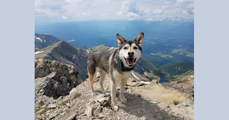Kava, a German Shepherd Dog and Chow Chow mix tested with EmbarkVet.com