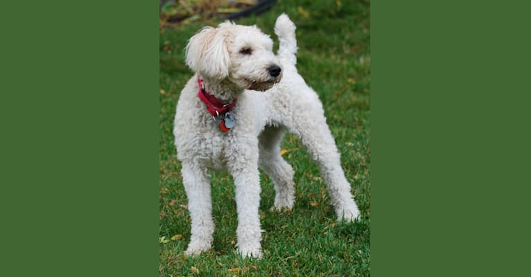 Fig, a Soft Coated Wheaten Terrier and Miniature Schnauzer mix tested with EmbarkVet.com
