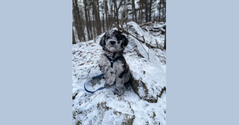 Photo of Juno Thedoodle, a Goldendoodle  in Ottawa, Ontario, Canada